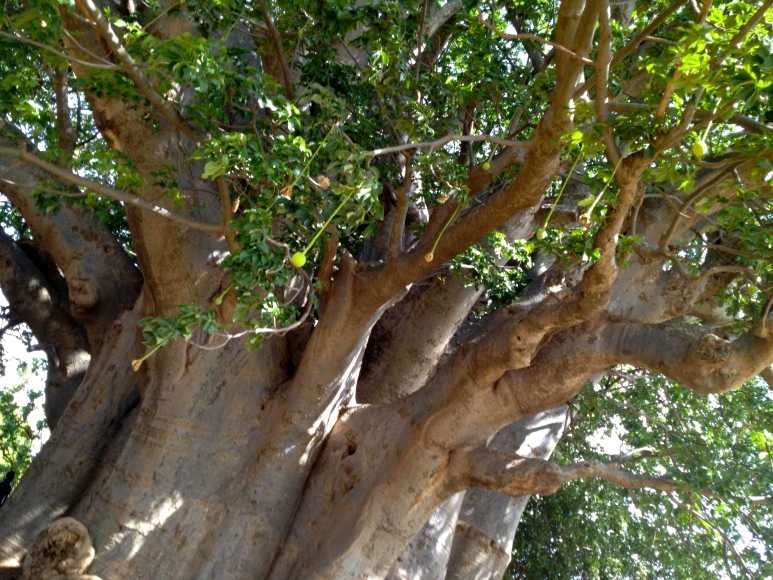 the baobab tree 